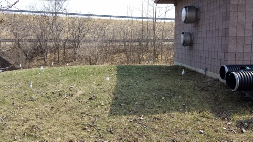 Winton Rain Garden 2014 (12)